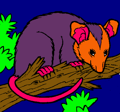 Ardilla possum