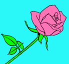 Dibujo Rosa pintado por aroban01