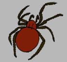 Dibujo Araña venenosa pintado por fernandai