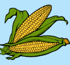 Dibujo Mazorca de maíz pintado por zhumundo