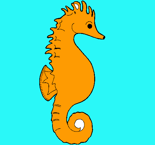 Caballito de mar