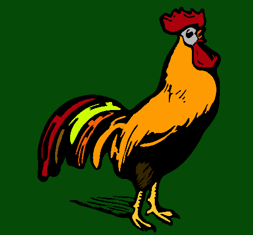 Gallo gallardo