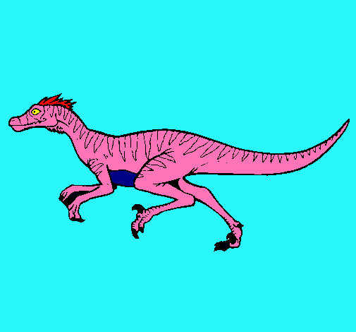 Velociraptor