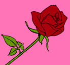 Dibujo Rosa pintado por beatris