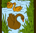 Dibujo Cisnes pintado por lurdes22