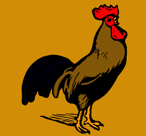 Gallo gallardo