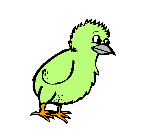 Pollito