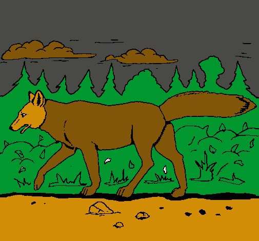 Coyote