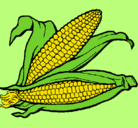 Dibujo Mazorca de maíz pintado por jhustin 