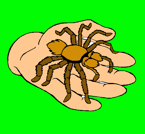 Tarántula