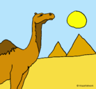 Dibujo Camello pintado por AZUL9