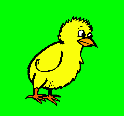 Pollito