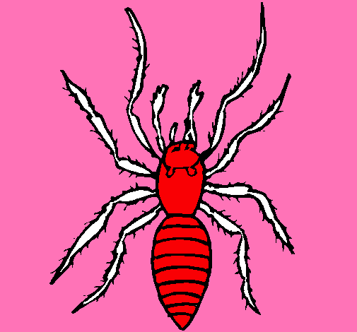 Araña tigre