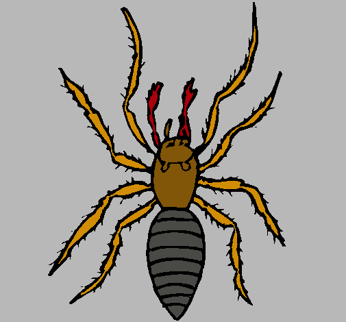 Araña tigre