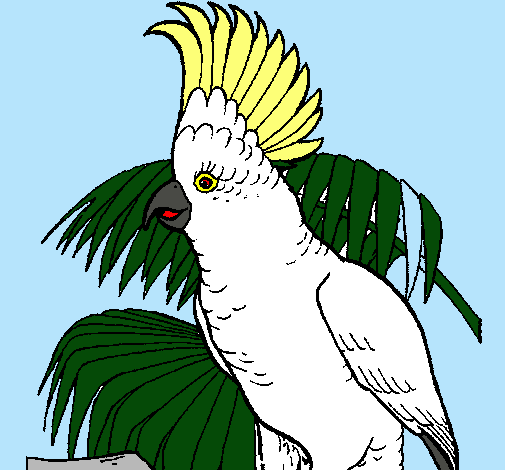 Cacatúa