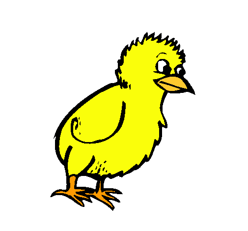 Pollito