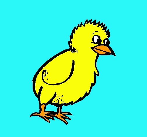 Pollito