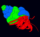 Dibujo Cangrejo ermitaño pintado por burro