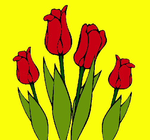 Tulipanes