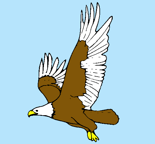 Águila volando