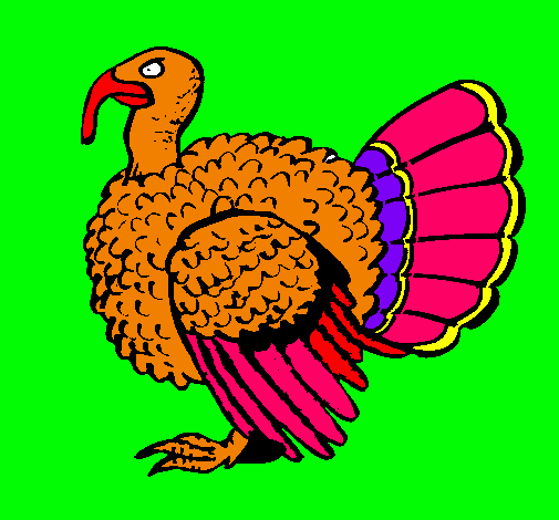 Pavo 