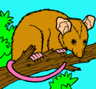 Dibujo Ardilla possum pintado por goli