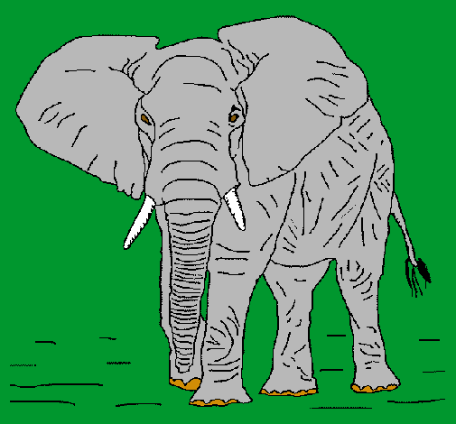 Elefante