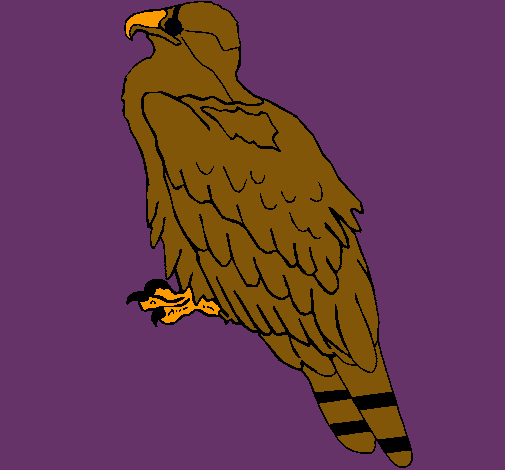 Águila