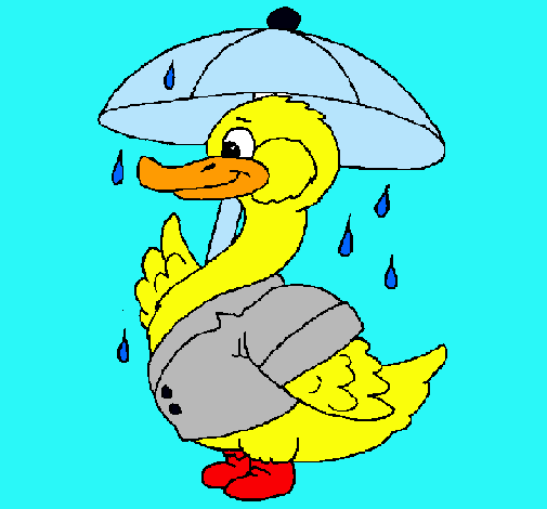 Pato bajo la lluvia