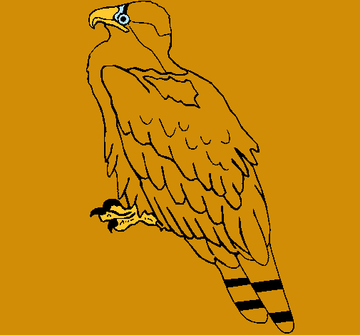 Águila