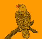 Dibujo Águila en una rama pintado por manyulas