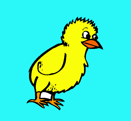 Pollito