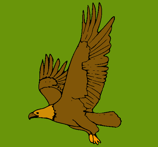 Águila volando