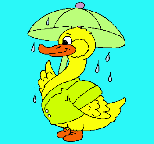 Pato bajo la lluvia