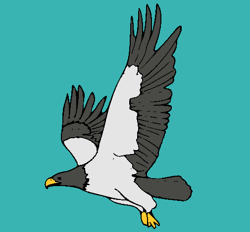 Águila volando