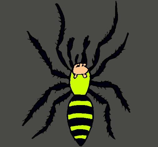 Araña tigre