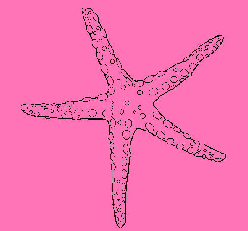 Estrellita de mar