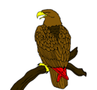 Dibujo Águila en una rama pintado por P-310