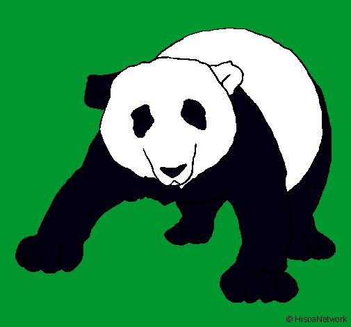 Oso panda