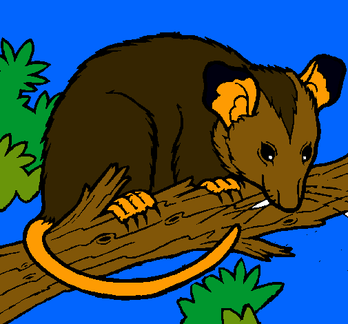 Ardilla possum