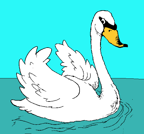 Cisne en el agua