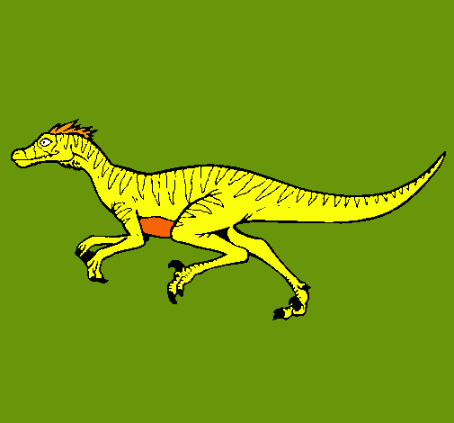 Velociraptor