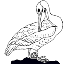 Dibujo Pelícano pintado por pelicanito