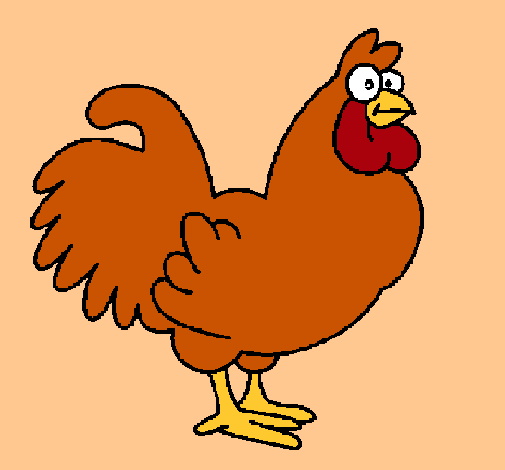 Gallo