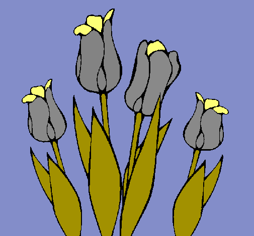 Tulipanes