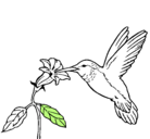 Dibujo Colibrí y una flor pintado por colibriti