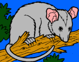 Dibujo Ardilla possum pintado por bmxhgj