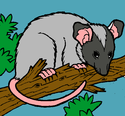 Ardilla possum