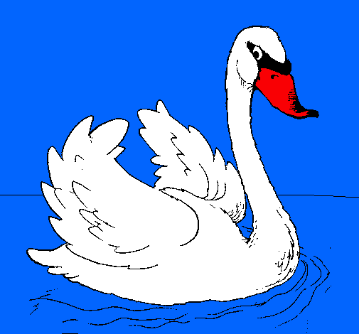 Cisne en el agua