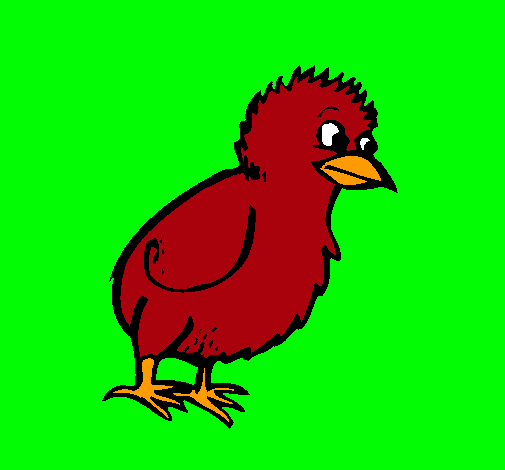 Pollito